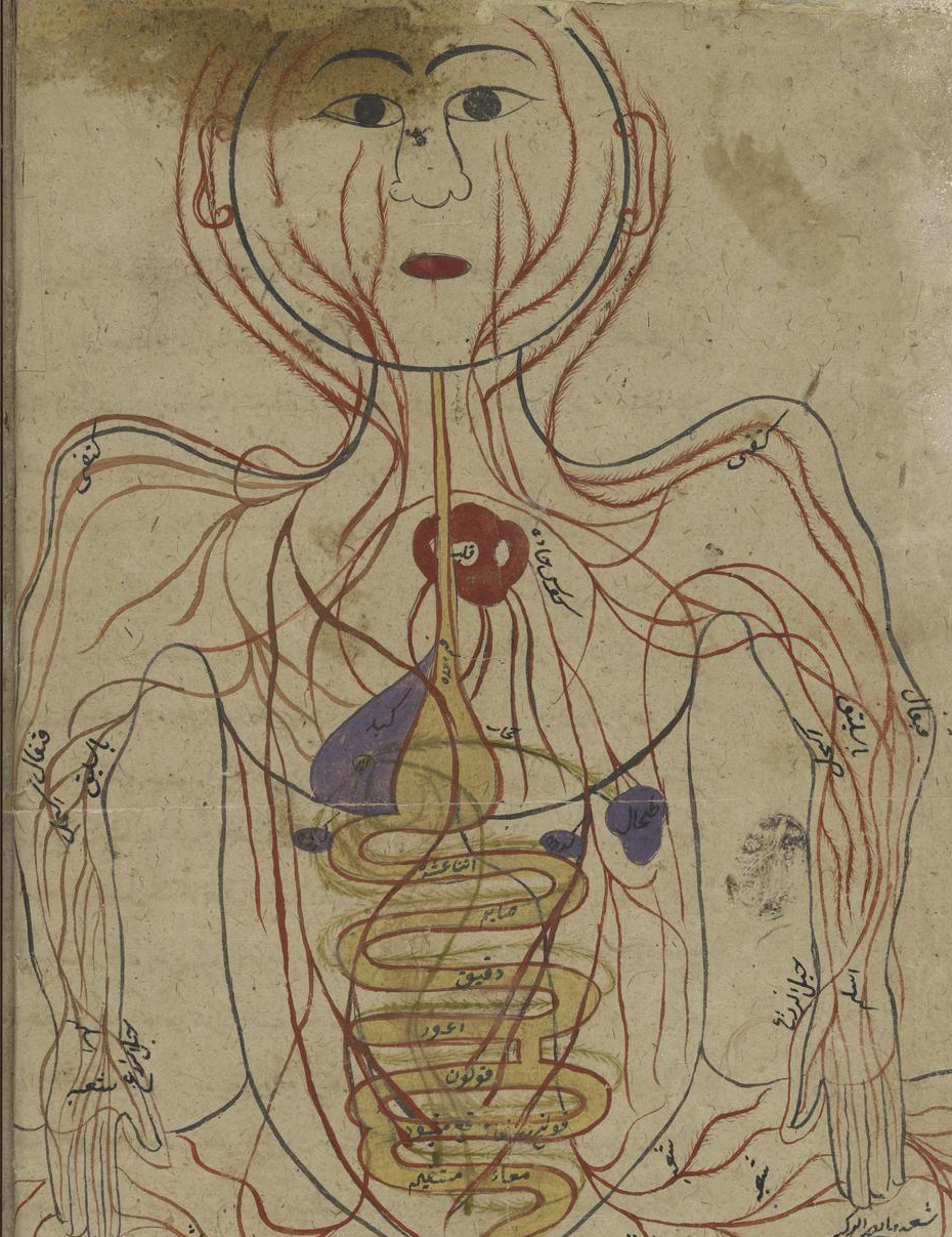 A full-page diagram of the human body showing arteries